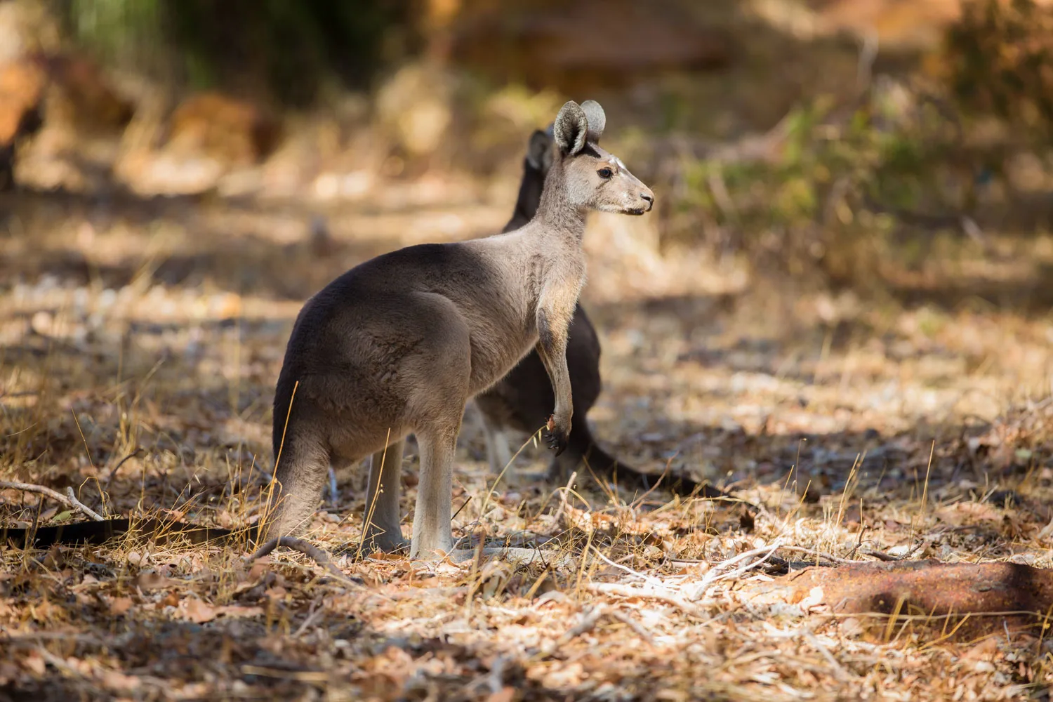 Two Kangaroos In The Wild 2025 03 10 22 49 30 Utc2 3